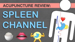 Points Review: Spleen Channel Acupuncture Meridian