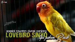 spesial durasi panjang : tips agar lovebird keluar durasi || tips pakan racik