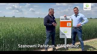 KWS PULSOR - żyto hybrydowe nowość 2022. #kwspulsor