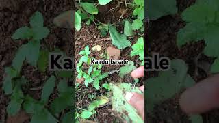 Kaadu basale#miracle leaf plant# it relief kidney stone