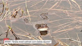 Risk för djurdöd i sommar | TV4 Nyheterna | TV4 & TV4 Play