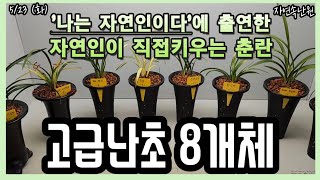 [5월 23일] 산반두화.사군자, 입변.서반중투, 두화.원지, 중투, 산반호, 황산반, 장단엽성.환엽변, 단엽 올려봅니다.