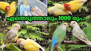 ഏതെടുത്താലും 1000 രൂപ