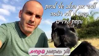 למד את הכלב שלי להיות קשוב לי ללא רצועה ותחת גירויים