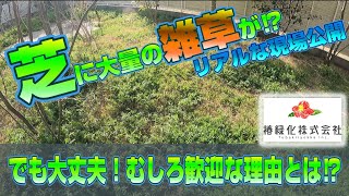 【芝のプロ】が教える！雑草はダメじゃない⁉リアルな現場の芝生管理とは。