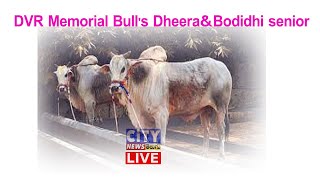 DVR Memorial Bull's Dheera\u0026Bodidhi senior bulls ..VELPURU