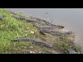 PANTANAL SUL-MATO-GROSSENSE (ESTRADA-PARQUE)