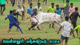 வெள்ளலூர் மஞ்சுவிரட்டு 2024 || Madurai Vellalore Manjuvirattu 2024