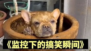 監視器下的搞笑瞬間#funny #搞笑 #douyin #animals #memes