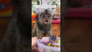 This couple rescued an orphaned baby marmoset and gave it a warm home #animalshorts