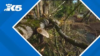 Puget Sound Energy working to restore power to 386,000 customers after windstorm