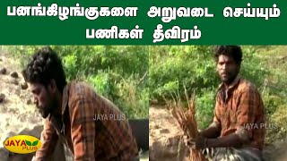 பனங்கிழங்குகளை அறுவடை செய்யும் பணிகள் தீவிரம் | Thoothukudi | Palmyra Sprout Harvesting Well