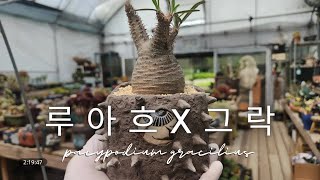 단지가 홀딱 반한 /  루아흐 도자기 팟 X 그락실리우스 입니다 / 너무 귀엽잖아... / Pachpodium gracilius