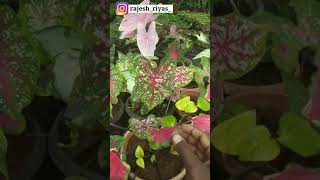 🙄🙄🙄இவ்வளவு நாள இது தெரியாம போச்சே #shorts #garden #gardening #indoorplants