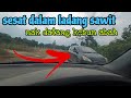 [Episod1275] tak ingat jalan. dia mari kali ke dua tapi tersesat pulak masuk ke ladang sawit.