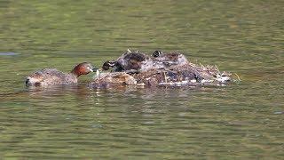 薬師池公園のカイツブリ（親子）その６（4K60P動画）