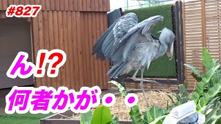 ん⁉️何者かが・・💖ハシビロコウふたば★No.827★掛川花鳥園★shoebill Futaba