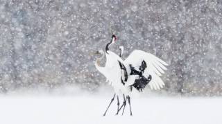 Beautiful Red Crown Cranes in Kushiro Japan 2016　美しい釧路の丹頂鶴