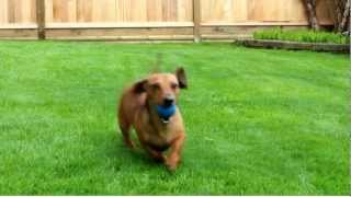 Spencer The Dachshund in FETCH! He can play fetch for hours!