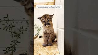 A baby puma was saved and raised in loving home