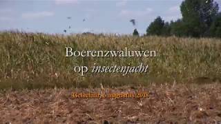 Boerenzwaluwen op insectenjacht