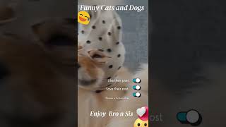 Funniest Videos 2023 😂 Funny Cats 🐱 and Dogs 2  #shorts