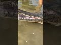 Alligator Gar Up Close! #fishing #nature