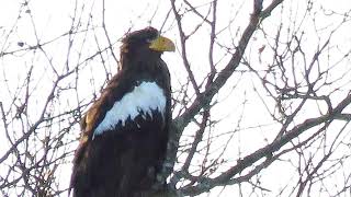 Rare eagle spotted in Massachusetts, thousands of miles away from home in Asia