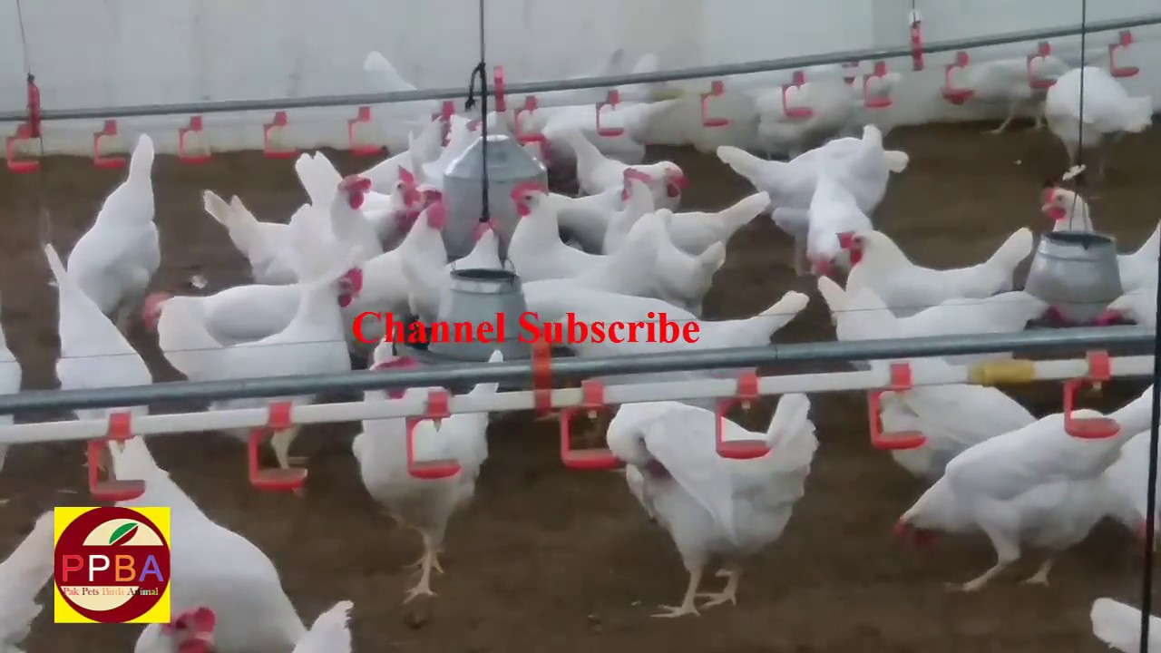 Layer Poultry Farming Birds Youtube