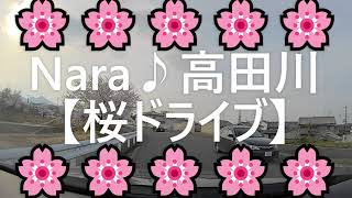 奈良県Nara♪高田川沿いの【桜】を見ながらのドライブ映像です。