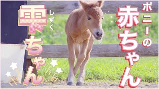 【2021/8/16生まれポニー赤ちゃんしずくちゃん】