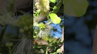 Abeja polinizando en árbol de guamúchil 🤤