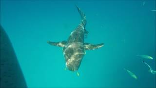 Swains Barrier Reef a swim with a few sharks.