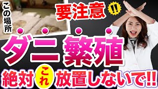 【ダニ対策】〇〇は放置厳禁！ダニの種類、掃除方法やダニアレルギーについて皮膚科医が具体的に解説します【舌下免疫療法ミティキュア、ヒョウヒダニ、コナダニ、ツメダニ】