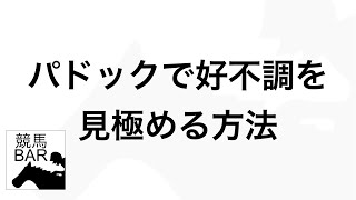 【パドックの見方】馬のしぐさ、見た目で好調、不調を見極めるポイント