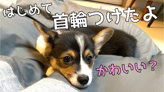 はじめて首輪つけてみたよ【コーギー】