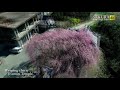 【4k】【ドローン／phantom4pro 】【x t3】桜 佐賀 日本 weeping cherry blossoms in saga vol. 1／imari saga japan