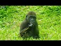 little gorilla jabali eats. take a bath in the rain like tayari mom. 2022 10 29 1141