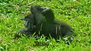 little gorilla Jabali eats. Take a bath in the rain like Tayari mom. 2022-10-29 1141