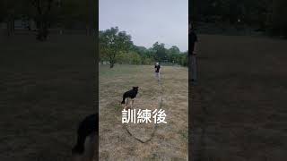 哈林愛犬學苑~喚回訓練~米克斯\