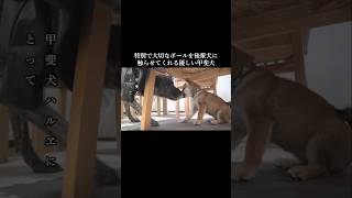 自分にとって特別で大切なボールを後輩柴犬に与える優しい甲斐犬　 #柴犬 #youtubeshorts #甲斐犬