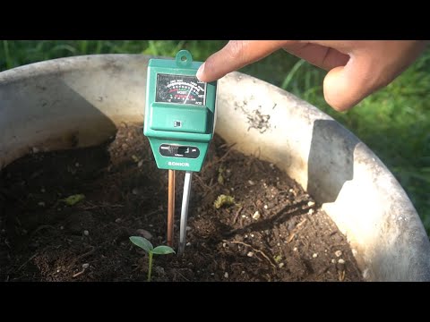 How do you raise pH in plants?