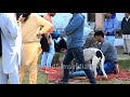 Download 5 Street Dogs Vs Calm German Shepherd - India To Mp4 3Gp Full HD Video 1