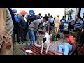 Download 5 Street Dogs Vs Calm German Shepherd - India To Mp4 3Gp Full HD Video 2