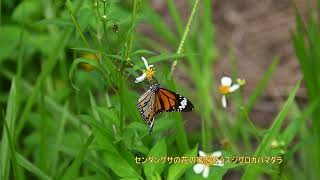 センダングサの花の蜜を吸うスジグロカバマダラ