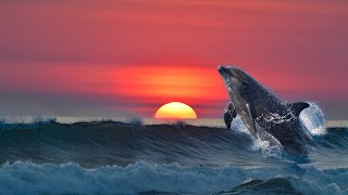 Healing songs of Dolphins & Whales | Deep Meditative Music for Harmony of Inner Peace