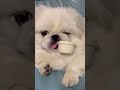 ペキニーズ　セブくん　絶対この中におやつが入ってるんだ😤　 pekingese ペキニーズ