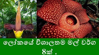 ලෝකයේ තිබෙන විශාලතම මල් වර්ග 8 ක් මෙන්න. /  8 largest flowers in the world.