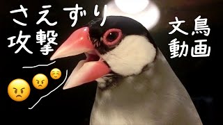 桜文鳥ほーちゃんとちゅん太の「さえずり攻撃」！？ 文鳥動画 Chirping attack