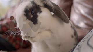 Itv 2013 id bunny 1 mp4